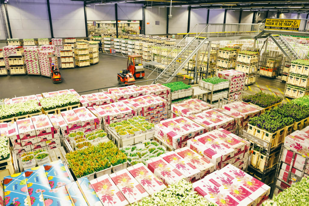 Amsterdam, il Keukenhof e l’Asta dei Fiori Alberto Urbani